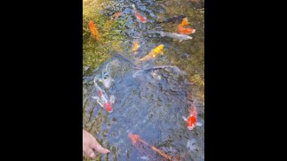 Pretty colorful koi fish in a huge pond