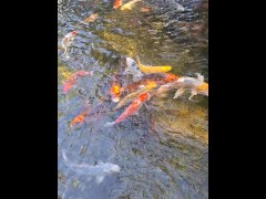 Beautiful colorful koi Fish in a big waterfall pond
