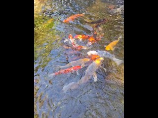 Beautiful Colorful Koi Fish in a Big Waterfall Pond