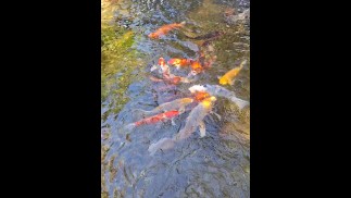 Beautiful colorful koi Fish in a big waterfall pond