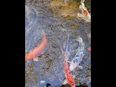 Big koi Fish in waterfall pond