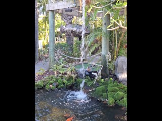 Big Koi Fish in Waterfall Pond