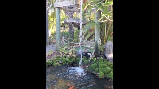 Big koi Fish in waterfall pond