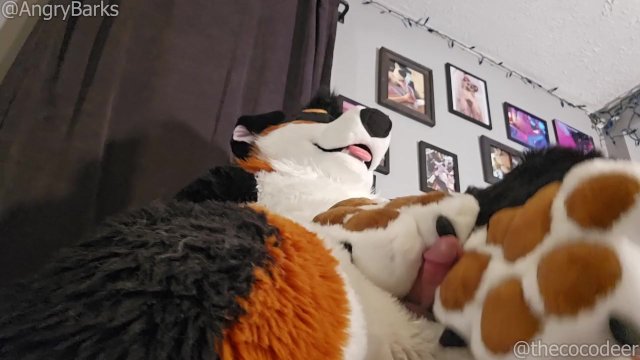 @AngryBarks plays with his step sister's paws, licks his cum off them💦 #PawFetish #FootJob #CumShot