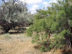 Shy  Aboriginal - Screenshot 4 of 16 - Amateur