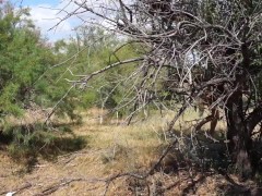 Shy  Aboriginal - Screenshot 6 of 16 - Outdoors