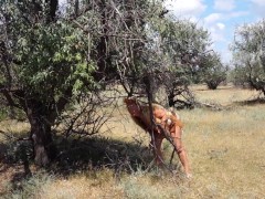 Shy  Aboriginal - Screenshot 7 of 16 - Milf