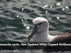 Sexy fishing methods and their orgasmic impacts on populations and habitats