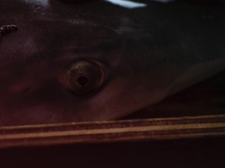 Сексуальные методы рыбалки и их оргазмическое воздействие на популяции и среду обитания