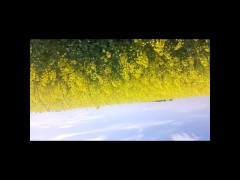 sex in the rapeseed field