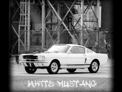 White Mustang