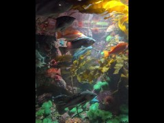 [Behind The Model] Cum Learn With Me At The Aquarium - Screenshot 10 of 16 - Did You Know
