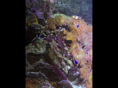 [Behind The Model] Cum Learn With Me At The Aquarium - Screenshot 11 of 16 - Bts