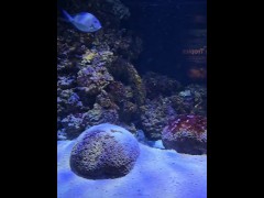 [Behind The Model] Cum Learn With Me At The Aquarium
