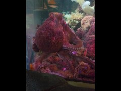 [Behind The Model] Cum Learn With Me At The Aquarium - Screenshot 13 of 16 - Learning