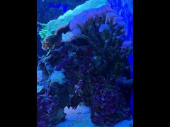 [Behind The Model] Cum Learn With Me At The Aquarium - Screenshot 2 of 16 - Sfw