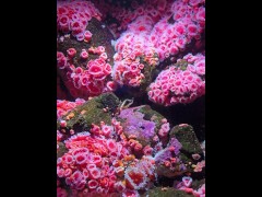 [Behind The Model] Cum Learn With Me At The Aquarium - Screenshot 4 of 16 - Knowledge