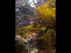 [Behind The Model] Cum Learn With Me At The Aquarium - Screenshot 5 of 16 - Did You Know