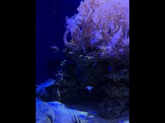 [Behind The Model] Cum Learn With Me At The Aquarium - Screenshot 7 of 16 - Sfw