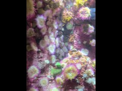 [Behind The Model] Cum Learn With Me At The Aquarium - Screenshot 8 of 16 - Learning