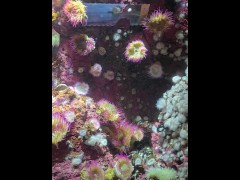 [Behind The Model] Cum Learn With Me At The Aquarium - Screenshot 9 of 16 - Knowledge