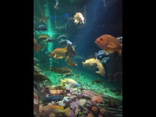 [behind the Model] Cum Learn with me at the Aquarium