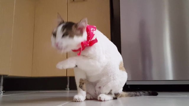 Киска лижет себя
