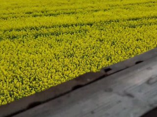 Unplanned public blowjob on a forest viewing deck, ending with a huge facial amid yellow blooms