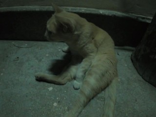 Bangkok, Thailand. Night Cats