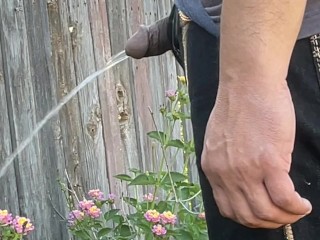 Taking a very Long Sneaky Desperate Public Piss next to some Flowers very Close to Neighbors