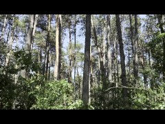 trailer_Mesmeriza_23_01_MOV_CINEMA_CLIP_325_326_327_20240814141600562_