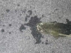 I love peeing in corners 9/16