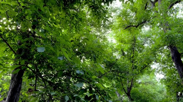 سکس تو جنگل حال دیگه ای داره... / sex in jungle