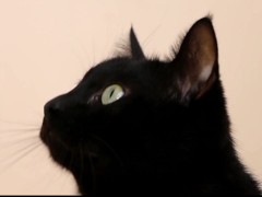 Black cat