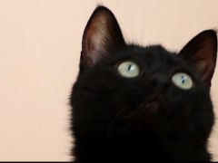 Black cat - Screenshot 14 of 16 - Black