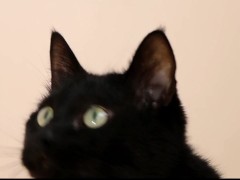 Black cat - Screenshot 15 of 16 - Cheat