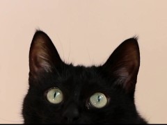 Black cat - Screenshot 3 of 16 - Cheat