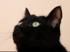 Black cat - Screenshot 6 of 16 - Black