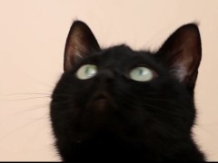 Black cat - Screenshot 8 of 16 - Black