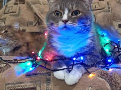 Cat with lights