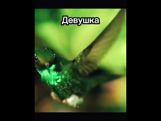 memes