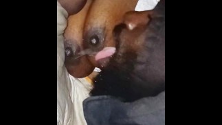 CHOCOLATE NIPS GETS SLURPED AND LICKED BY GORILLA P!!!!!!!!!