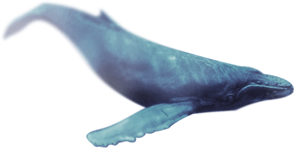 Whale footer